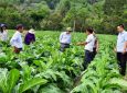 Giảm diện tích trồng cây thuốc lá: Hướng đi cần thiết vì sức khỏe, môi trường và sinh kế bền vững