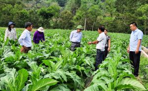 Giảm diện tích trồng cây thuốc lá: Hướng đi cần thiết vì sức khỏe, môi trường và sinh kế bền vững Giảm diện tích trồng cây thuốc lá: Hướng đi cần thiết vì sức khỏe, môi trường và sinh kế bền vững