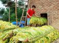 Tác hại của chế biến thuốc lá đối với sức khỏe người tham gia chế biến và cộng đồng, môi trường xung quanh