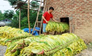 Tác hại của chế biến thuốc lá đối với sức khỏe người tham gia chế biến và cộng đồng, môi trường xung quanh Tác hại của chế biến thuốc lá đối với sức khỏe người tham gia chế biến và cộng đồng, môi trường xung quanh