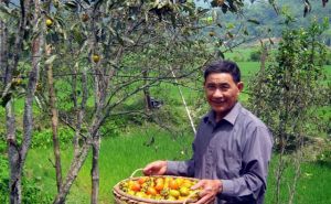Mô hình trồng hồng không hạt ở Bắc Kạn Mô hình trồng hồng không hạt ở Bắc Kạn