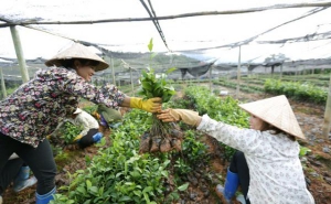 Đề xuất khung hỗ trợ phát triển sản xuất, tạo việc làm, tăng thu nhập cho các đối tượng nghèo trong Chương trình MTQG giảm nghèo bền vững giai đoạn 2021-2025 của tỉnh Lào Cai