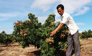 Đánh giá kết quả thực hiện và mức độ tham gia của đối tượng hưởng lợi trong thực hiện dự án hỗ trợ phát triển sản xuất để giảm nghèo ở tỉnh Đắk Lắk Đánh giá kết quả thực hiện và mức độ tham gia của đối tượng hưởng lợi trong thực hiện dự án hỗ trợ phát triển sản xuất để giảm nghèo ở tỉnh Đắk Lắk