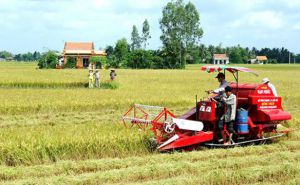 Nhân rộng mô hình HTX kiểu mới hiệu quả ở ĐBSCL Nhân rộng mô hình HTX kiểu mới hiệu quả ở ĐBSCL