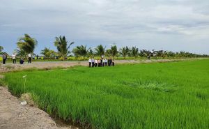 Gieo trồng thử nghiệm thành công giống lúa ST25 - gạo đoạt giải ngon nhất thế giới Gieo trồng thử nghiệm thành công giống lúa ST25 - gạo đoạt giải ngon nhất thế giới