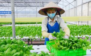 Đề xuất hỗ trợ HTX nông nghiệp vượt đại dịch Covid-19 Đề xuất hỗ trợ HTX nông nghiệp vượt đại dịch Covid-19