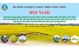 Hội nghị triển khai Kế hoạch Nâng cao năng lực cho các đối tác, hợp tác xã nông nghiệp phát triển liên kết chuỗi giá trị thực hiện Đề án “Phát triển bền vững một triệu héc ta chuyên canh lúa chất lượng cao và phát thải thấp gắn với tăng trưởng xanh vùng Đ Hội nghị triển khai Kế hoạch Nâng cao năng lực cho các đối tác, hợp tác xã nông nghiệp phát triển liên kết chuỗi giá trị thực hiện Đề án “Phát triển bền vững một triệu héc ta chuyên canh lúa chất lượng cao và phát thải thấp gắn với tăng trưởng xanh vùng Đ