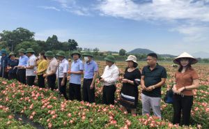 Lãnh đạo Bộ Nông nghiệp và Phát triển nông thôn thăm và làm việc tại mô hình sản xuất nông nghiệp trên địa bàn thị xã Sơn Tây Lãnh đạo Bộ Nông nghiệp và Phát triển nông thôn thăm và làm việc tại mô hình sản xuất nông nghiệp trên địa bàn thị xã Sơn Tây
