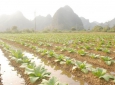 Những phương án thay thế cây thuốc lá trên địa bàn tỉnh Cao Bằng
