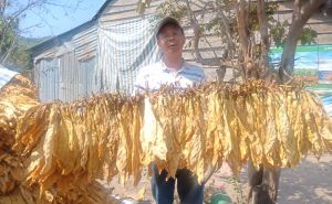 Thực trạng trồng, sơ chế cây thuốc lá trên địa bàn tỉnh Gia Lai Thực trạng trồng, sơ chế cây thuốc lá trên địa bàn tỉnh Gia Lai