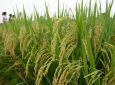 Đề án nâng cao năng lực thích ứng với biến đổi khí hậu của hợp tác xã nông nghiệp vùng Đồng bằng sông Cửu Long, giai đoạn 2021-2025