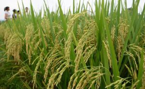 Biến đổi khí hậu, nước biển dâng đe dọa nông dân Băng la đét Biến đổi khí hậu, nước biển dâng đe dọa nông dân Băng la đét
